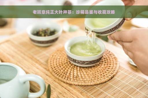 老班章纯正大叶种茶：珍稀品鉴与收藏攻略