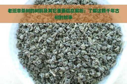 老班章茶树的树龄及其它重要信息解析：了解这颗千年古树的故事