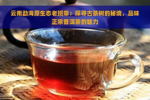 云南勐海原生态老班章：探寻古茶树的秘境，品味正宗普洱茶的魅力