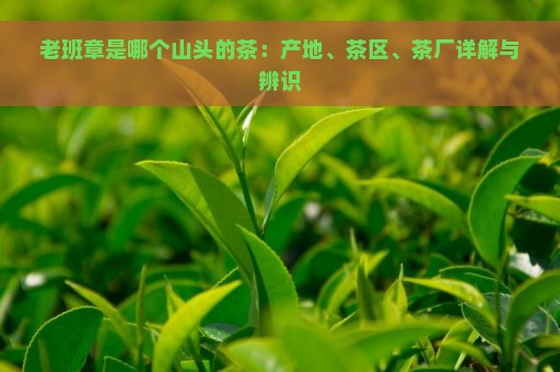 老班章是哪个山头的茶：产地、茶区、茶厂详解与辨识