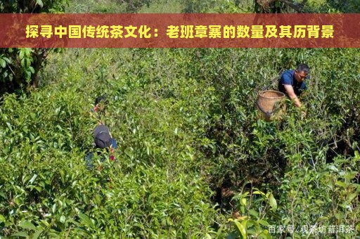 探寻中国传统茶文化：老班章寨的数量及其历背景