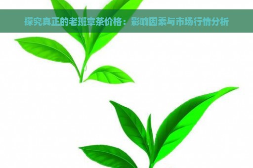 探究真正的老班章茶价格：影响因素与市场行情分析