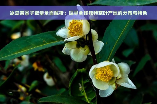 冰岛茶寨子数量全面解析：探寻全球独特茶叶产地的分布与特色