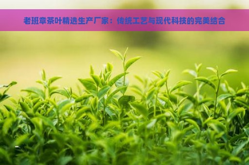 老班章茶叶精选生产厂家：传统工艺与现代科技的完美结合