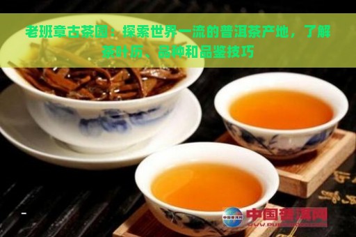 老班章古茶园：探索世界一流的普洱茶产地，了解茶叶历、品种和品鉴技巧