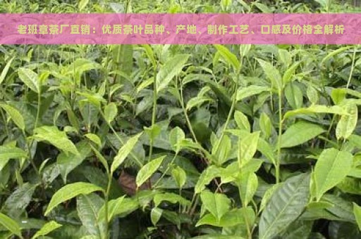 老班章茶厂直销：优质茶叶品种、产地、制作工艺、口感及价格全解析