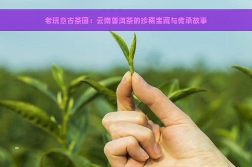 老班章古茶园：云南普洱茶的珍稀宝藏与传承故事