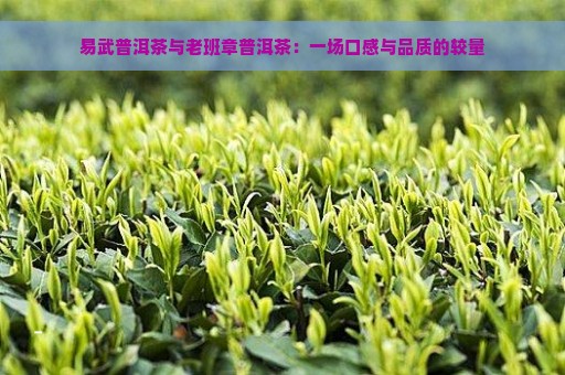 易武普洱茶与老班章普洱茶：一场口感与品质的较量