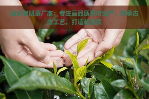 汕头老班章厂家：专注高品质茶叶生产，传承古法工艺，打造越品质