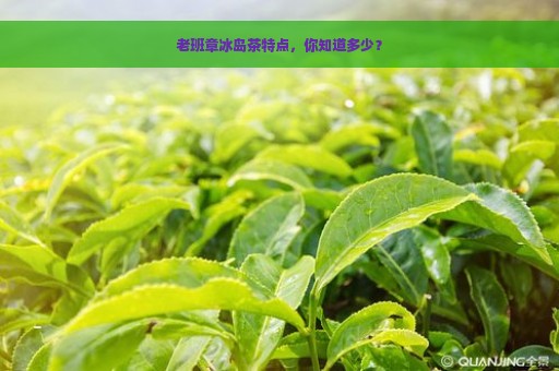 老班章冰岛茶特点，你知道多少？