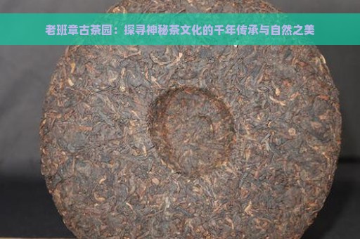 老班章古茶园：探寻神秘茶文化的千年传承与自然之美