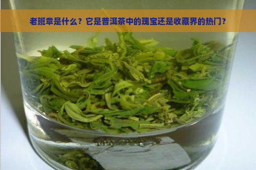 老班章是什么？它是普洱茶中的瑰宝还是收藏界的热门？