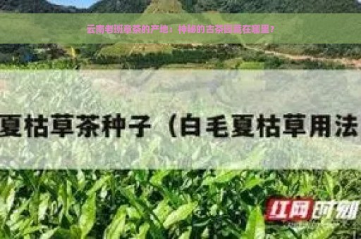 云南老班章茶的产地：神秘的古茶园藏在哪里？