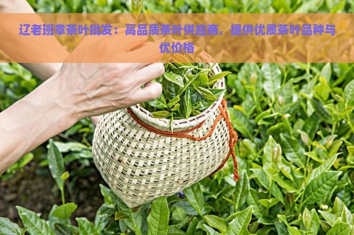 辽老班章茶叶批发：高品质茶叶供应商，提供优质茶叶品种与优价格