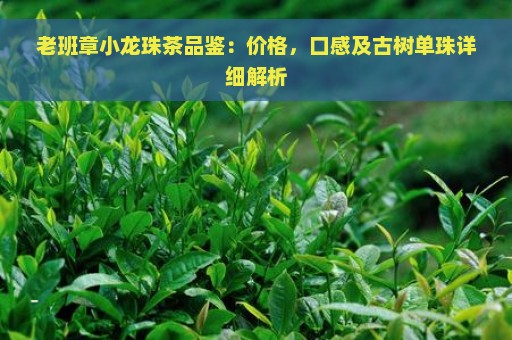 老班章小龙珠茶品鉴：价格，口感及古树单珠详细解析