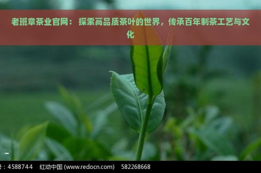 老班章茶业官网： 探索高品质茶叶的世界，传承百年制茶工艺与文化