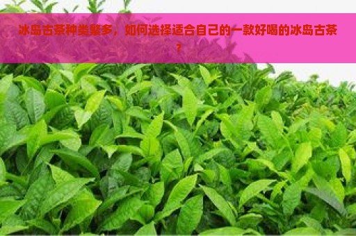 冰岛古茶种类繁多，如何选择适合自己的一款好喝的冰岛古茶？