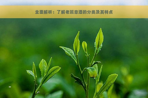 全面解析：了解老班章酒的分类及其特点