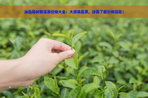 冰岛母树普洱茶价格大全：大师级品质，详细了解价格信息！