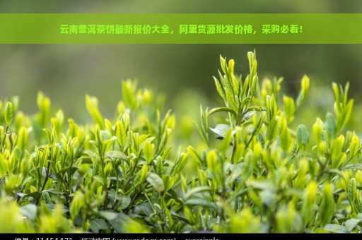 云南普洱茶饼最新报价大全，阿里货源批发价格，采购必看！