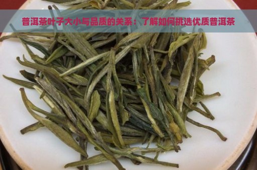 普洱茶叶子大小与品质的关系：了解如何挑选优质普洱茶