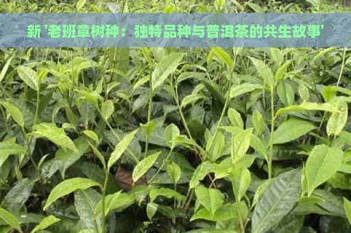 新 '老班章树种：独特品种与普洱茶的共生故事'