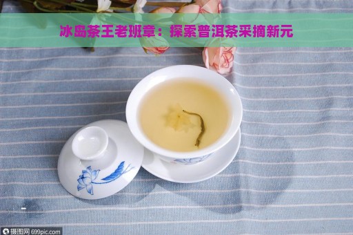 冰岛茶王老班章：探索普洱茶采摘新元