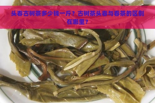 头春古树茶多少钱一斤？古树茶头春与春茶的区别在哪里？