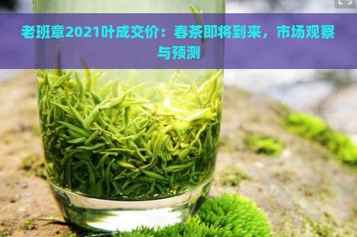 老班章2021叶成交价：春茶即将到来，市场观察与预测