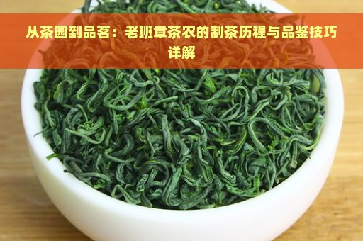 从茶园到品茗：老班章茶农的制茶历程与品鉴技巧详解