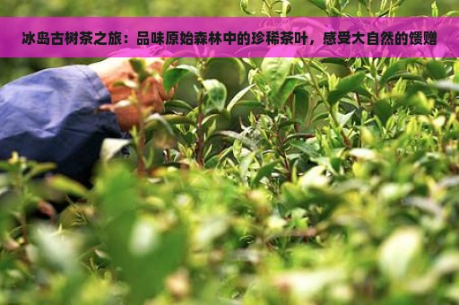 冰岛古树茶之旅：品味原始森林中的珍稀茶叶，感受大自然的馈赠