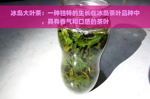 冰岛大叶茶：一种独特的生长在冰岛茶叶品种中，具有香气和口感的茶叶