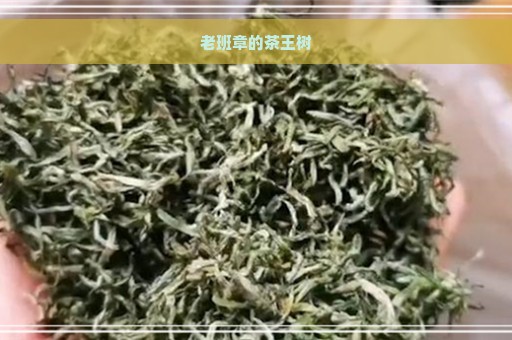 老班章的茶王树