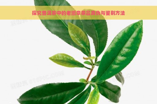 探究普洱茶中的老班章茶品真伪与鉴别方法