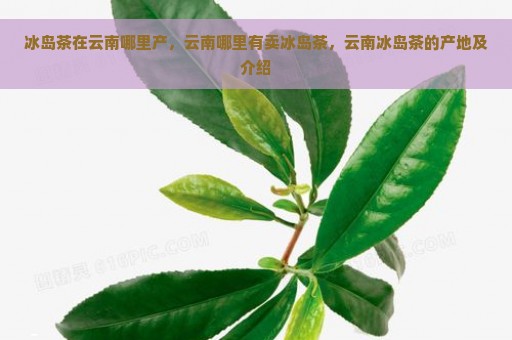 冰岛茶在云南哪里产，云南哪里有卖冰岛茶，云南冰岛茶的产地及介绍