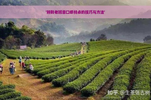 '辨别老班章口感特点的技巧与方法'