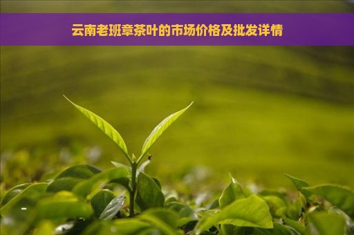 云南老班章茶叶的市场价格及批发详情