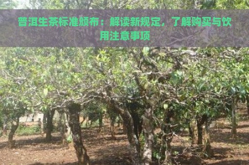 普洱生茶标准颁布：解读新规定，了解购买与饮用注意事项