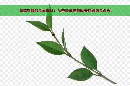 普洱生茶的全面详析：从茶叶选择到精美包装的全过程