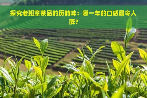 探究老班章茶品的历韵味：哪一年的口感最令人醉？