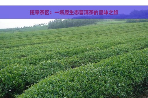 班章茶区：一场原生态普洱茶的品味之旅