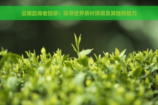 云南勐海老班章：探寻世界茶叶顶级及其独特魅力