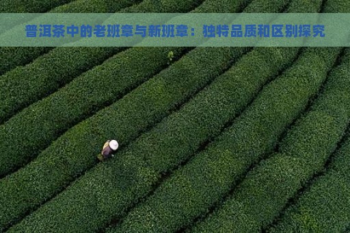 普洱茶中的老班章与新班章：独特品质和区别探究