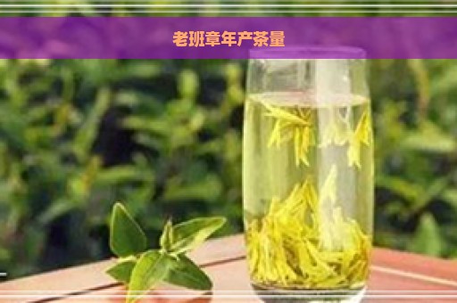 老班章年产茶量