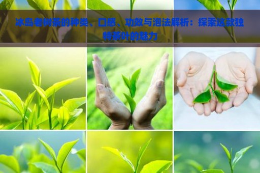 冰岛老树茶的种类、口感、功效与泡法解析：探索这款独特茶叶的魅力