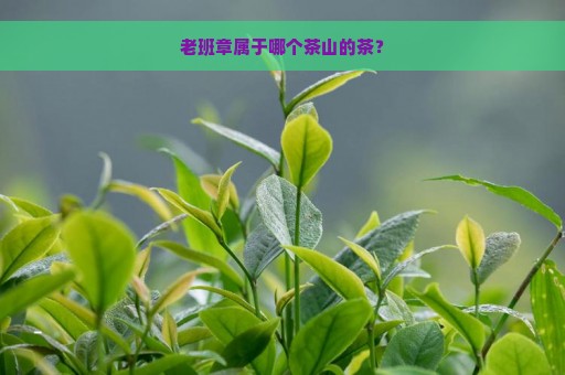 老班章属于哪个茶山的茶？