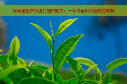 探索老班章茶山的独特魅力：一不为普洱茶而知的故事