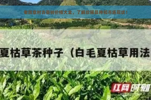 老班章村古茶树价格大全，了解珍稀品种和市场现状！