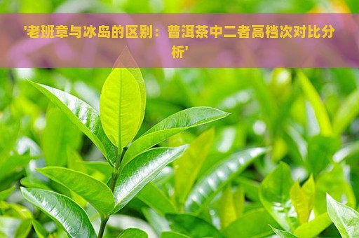 '老班章与冰岛的区别：普洱茶中二者高档次对比分析'