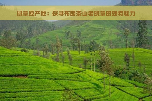 班章原产地：探寻布朗茶山老班章的独特魅力